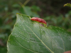 Thecabius populimonilis