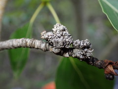 Aceria parapopuli