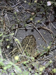 Anaxyrus boreas halophilus
