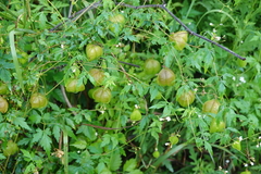 Cardiospermum halicacabum