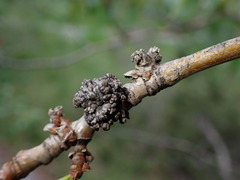 Aceria parapopuli