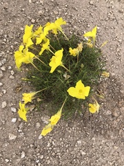 Oenothera hartwegii