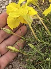 Oenothera hartwegii