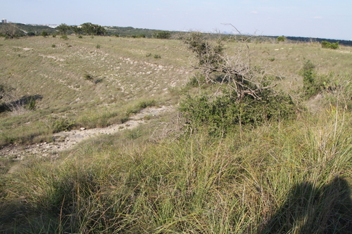 Nolina lindheimeriana