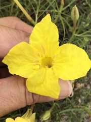 Oenothera hartwegii
