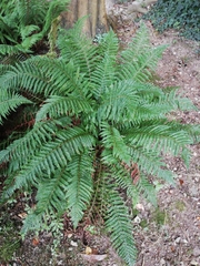 Polystichum