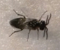 Schizocerella pilicornis