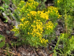 Euthamia caroliniana