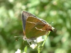 Chlorostrymon simaethis