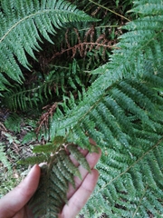 Polystichum
