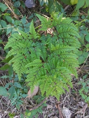 Adiantum formosum