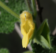 Salvia aspera