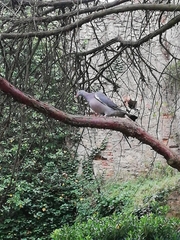 Columba palumbus
