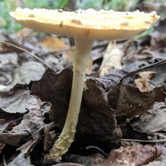 Amanita muscaria guessowii