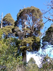 Libocedrus bidwillii