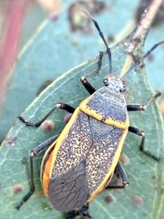 Largus cinctus