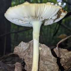 Amanita muscaria guessowii