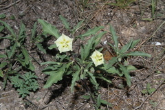 Chamaesaracha edwardsiana