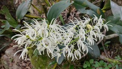 Dendrobium speciosum
