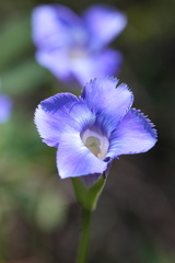 Gentianopsis virgata