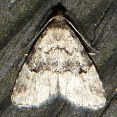 Dyspyralis illocata