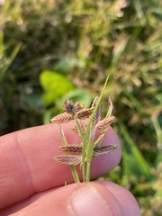 Cyperus bipartitus