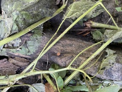 Sclerosomatidae