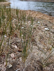 Juncus balticus