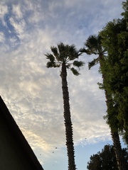 Washingtonia robusta