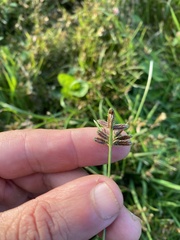 Cyperus bipartitus