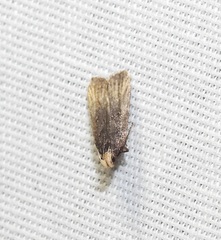 Dichomeris costarufoella