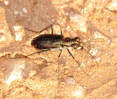 Cicindela punctulata