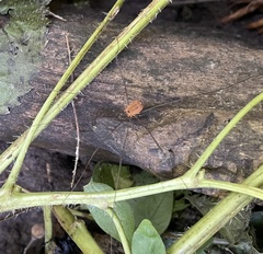 Sclerosomatidae
