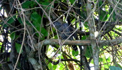 Thamnophilus doliatus