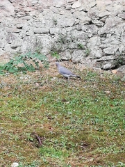 Columba palumbus