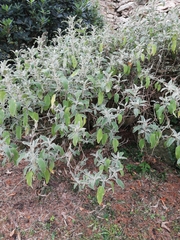 Salvia officinalis