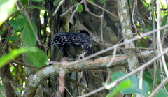 Thamnophilus doliatus