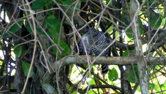 Thamnophilus doliatus