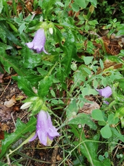 Campanula