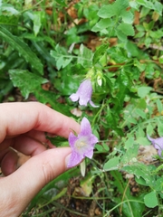 Campanula