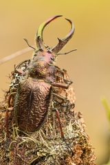 Sphaenognathus giganteus