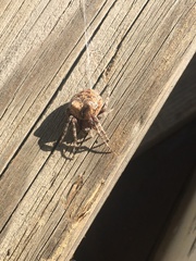 Araneus nordmanni