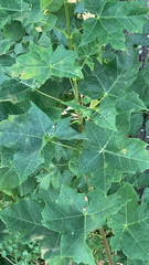 Acer platanoides