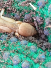 Gryllotalpidae