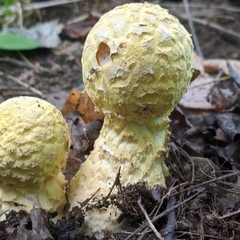 Amanita muscaria guessowii
