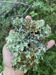 Platismatia tuckermanii