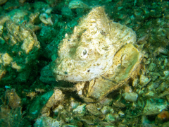 Scorpaenopsis macrochir