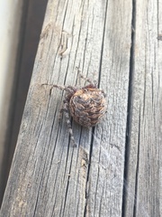 Araneus nordmanni