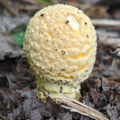 Amanita muscaria guessowii