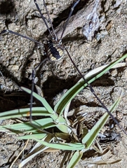 Leuronychus pacificus